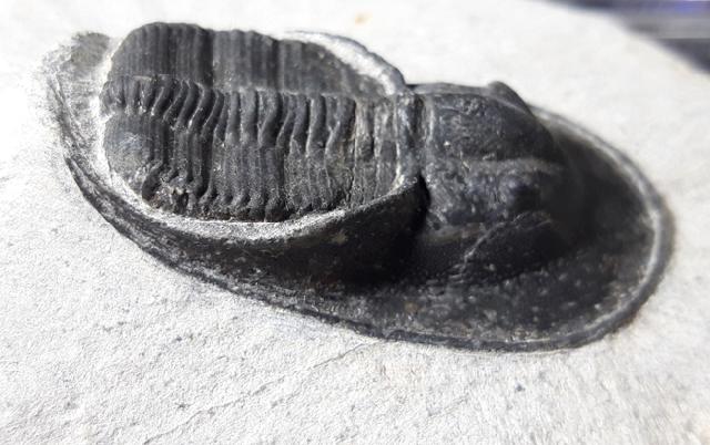 Harpes perradiatus RICHTER & RICHTER 1943 - Bild © FossNet FossilienStore